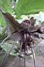 tacca chantrieri 3.JPG